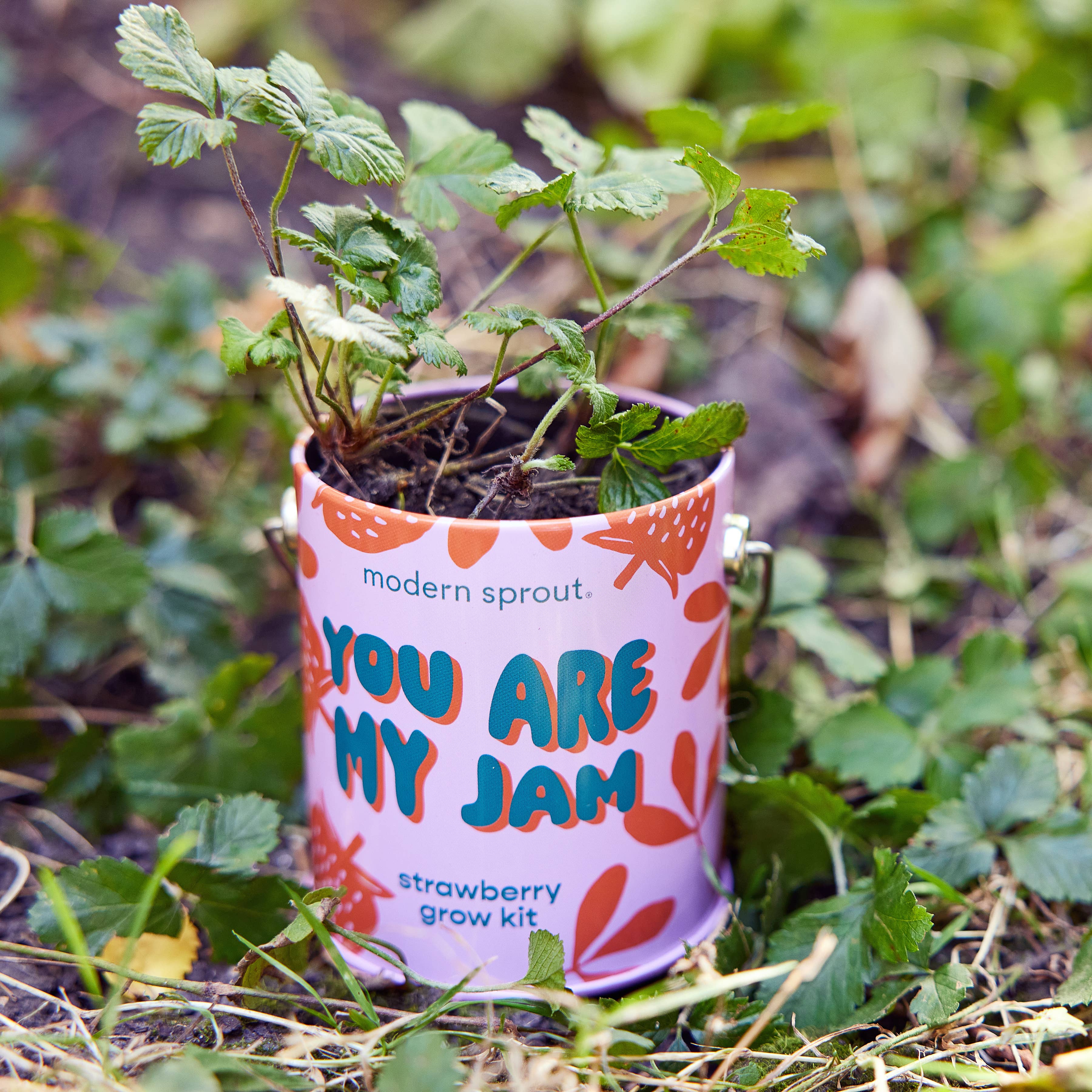 Complimentary Color Grow Kits: Awesome Sauce, photo 6 of 8