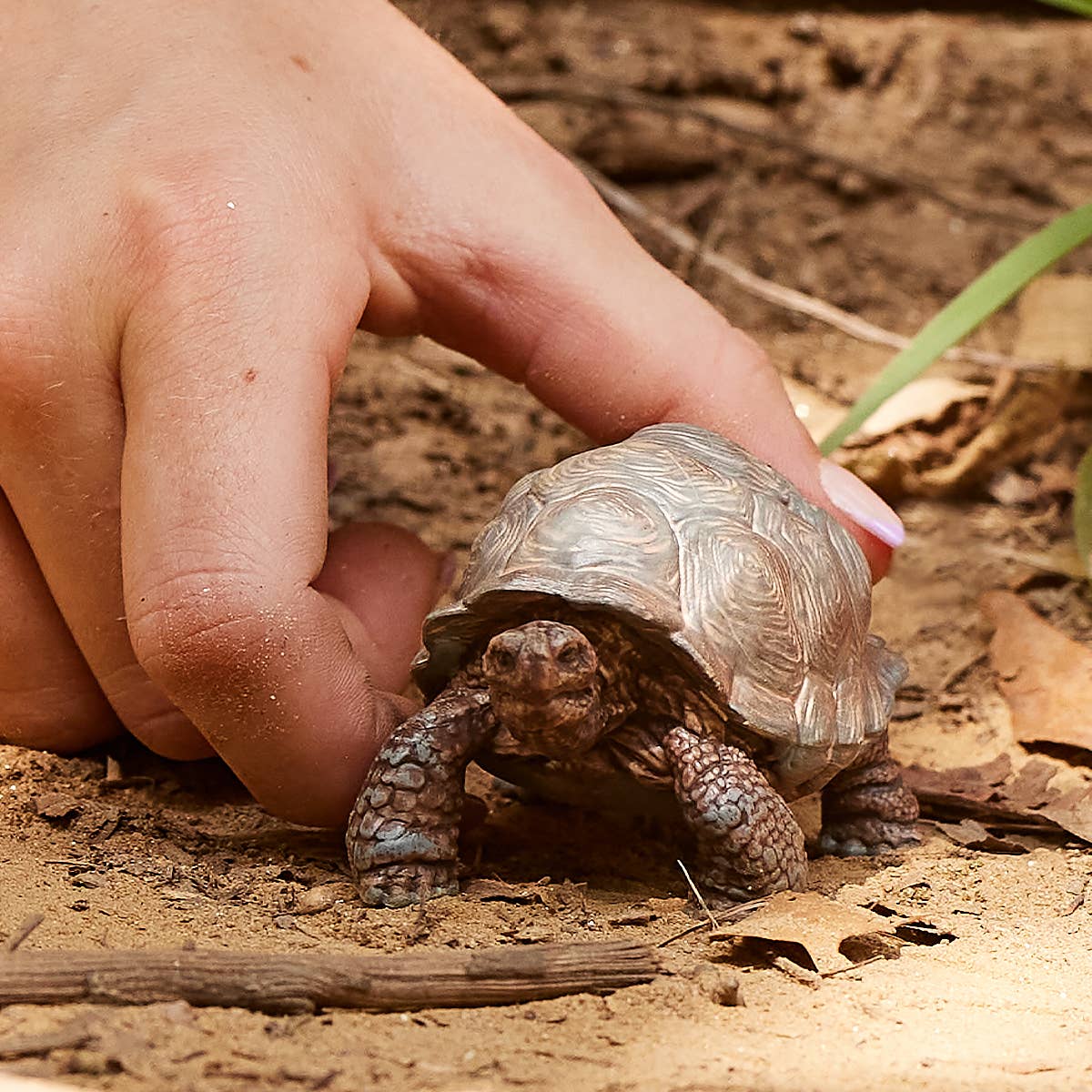 Giant Tortoise Animal Toy, photo 5 of 5