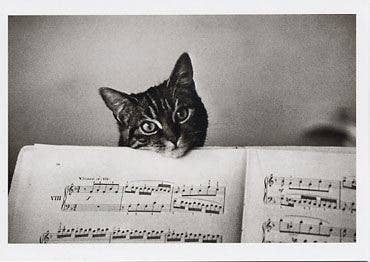 Score, Paris, 1982