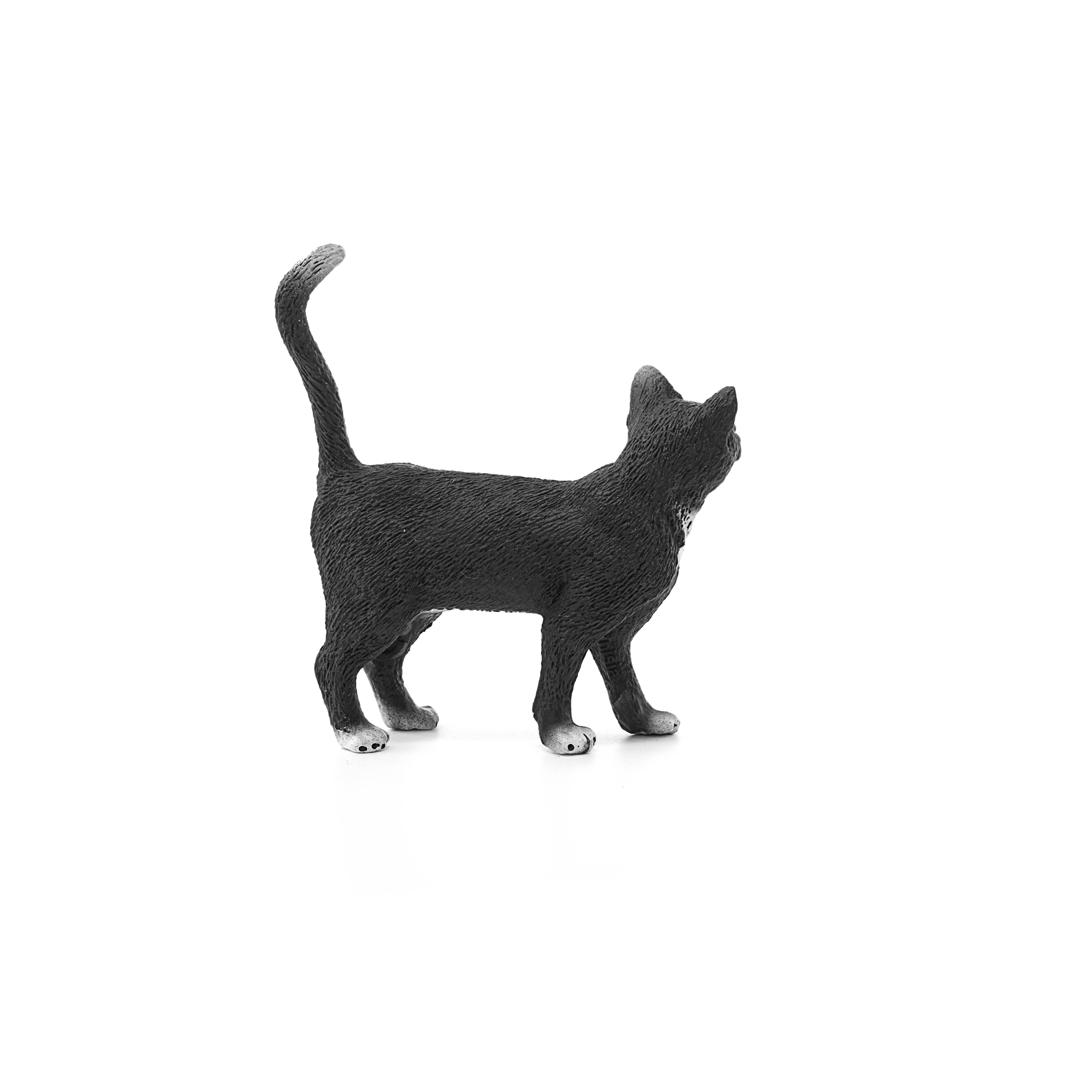 Cat, Standing
