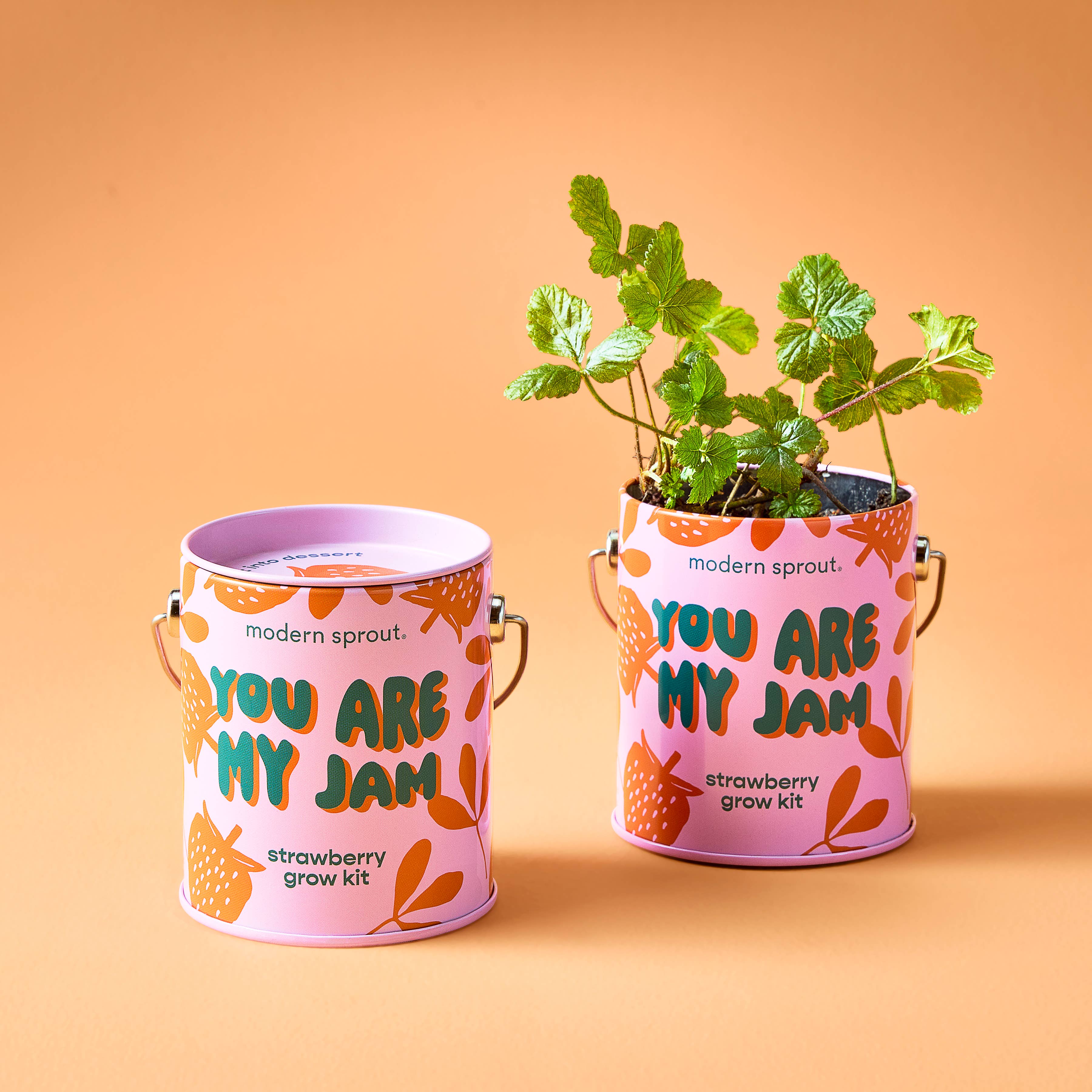 Complimentary Color Grow Kits: Stay Zen Friend, photo 4 of 8