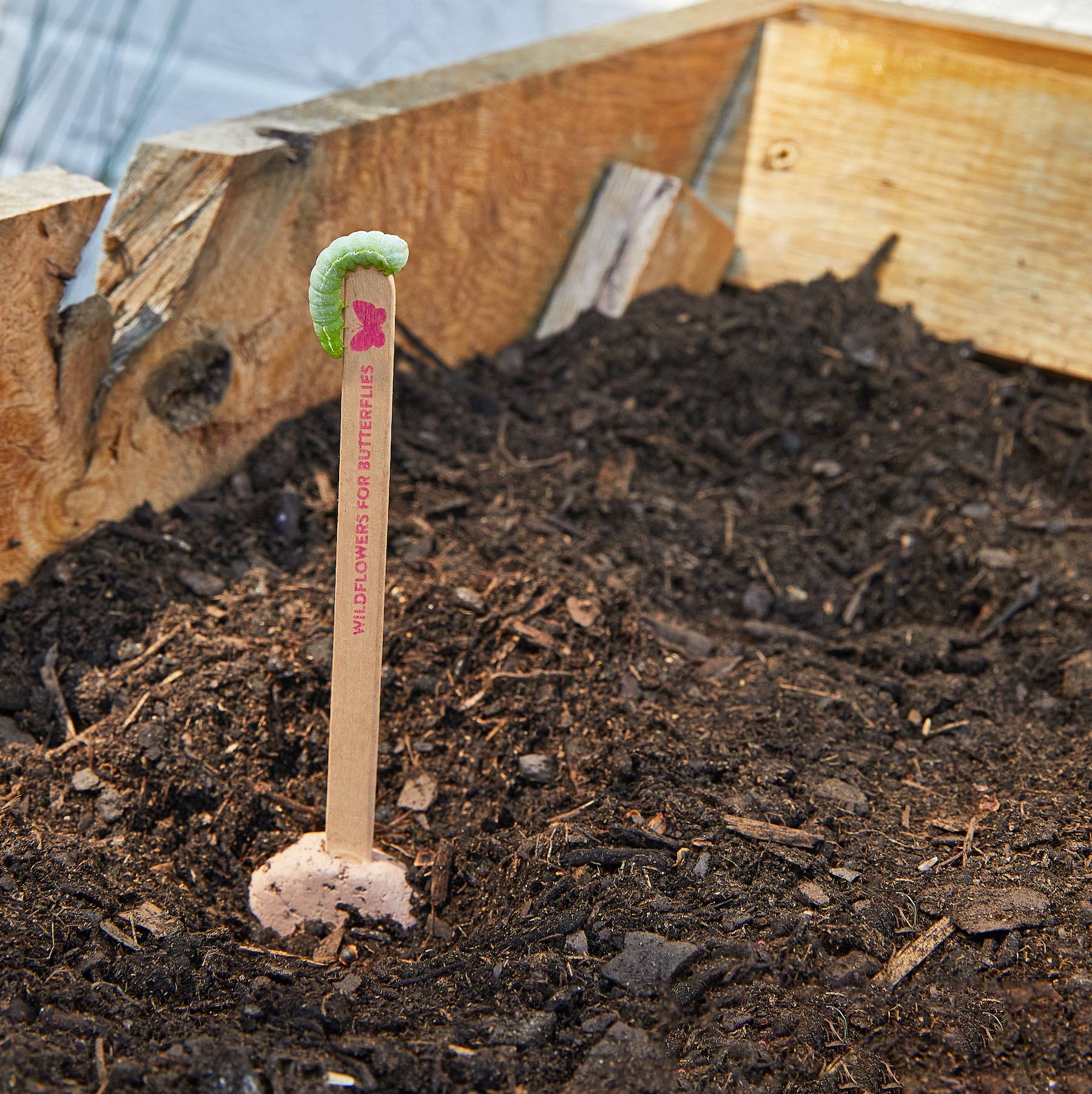Pollinator Seed Pops - 36 Pk + Display, photo 8 of 8