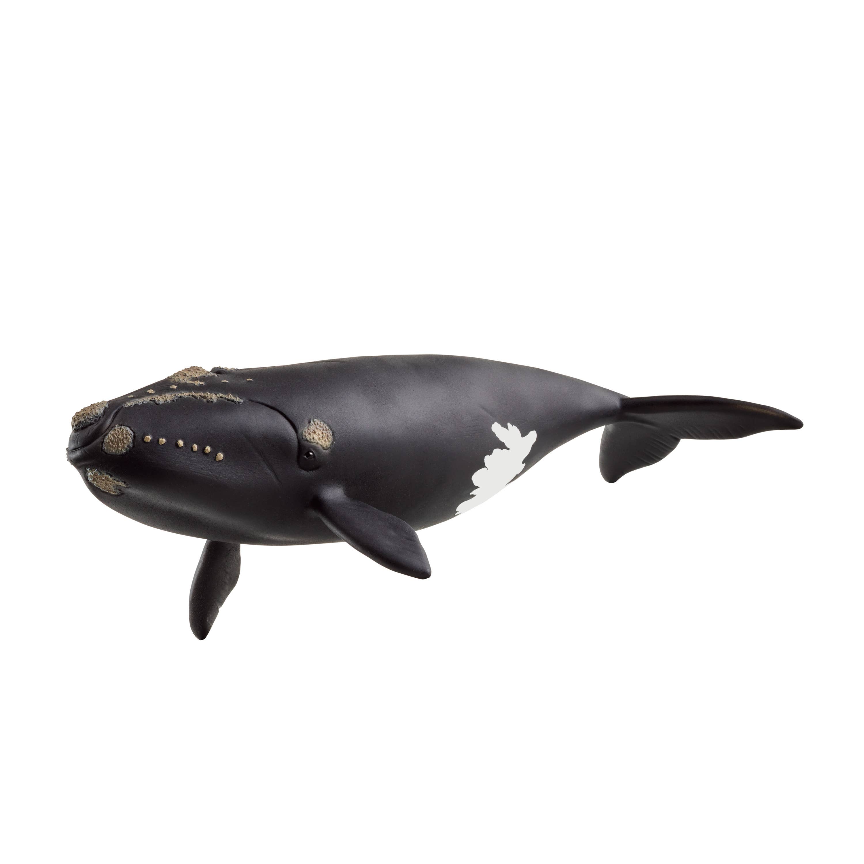 North Atlantic Right Whale, photo 1 of 3